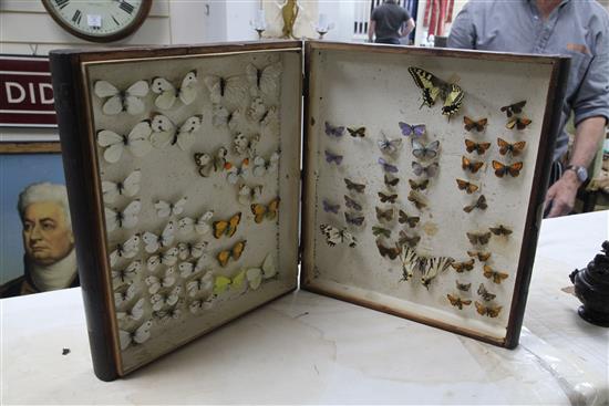 Two double book butterfly specimen cases, 13in.